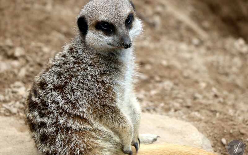 Zoo - Londres - 2016