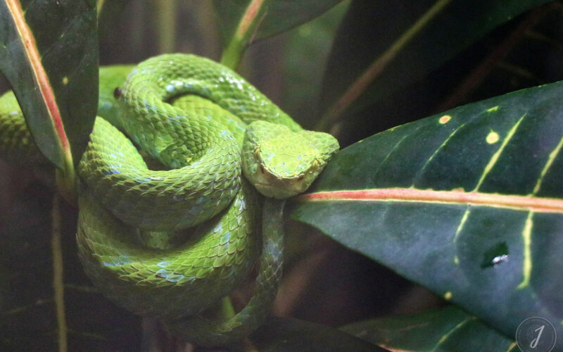 Zoo - San Diego - USA - 2017