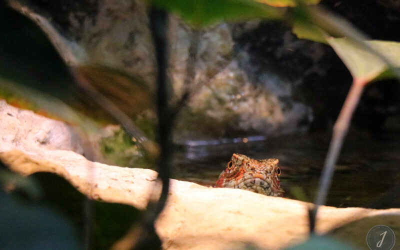 Zoo - San Diego - USA - 2017