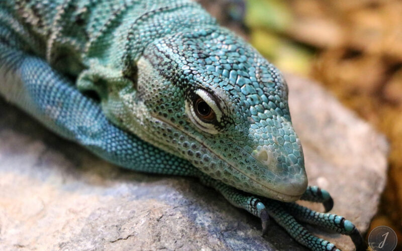 Zoo - San Diego - USA - 2017