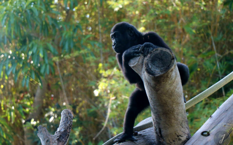 Zoo - San Diego - USA - 2017