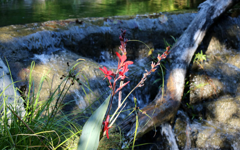 Zoo - San Diego - USA - 2017
