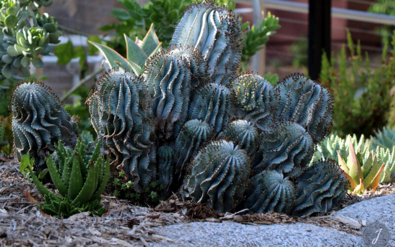 Zoo - San Diego - USA - 2017