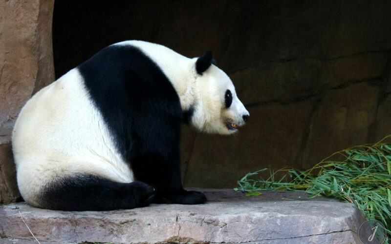 Zoo - San Diego - USA - 2017