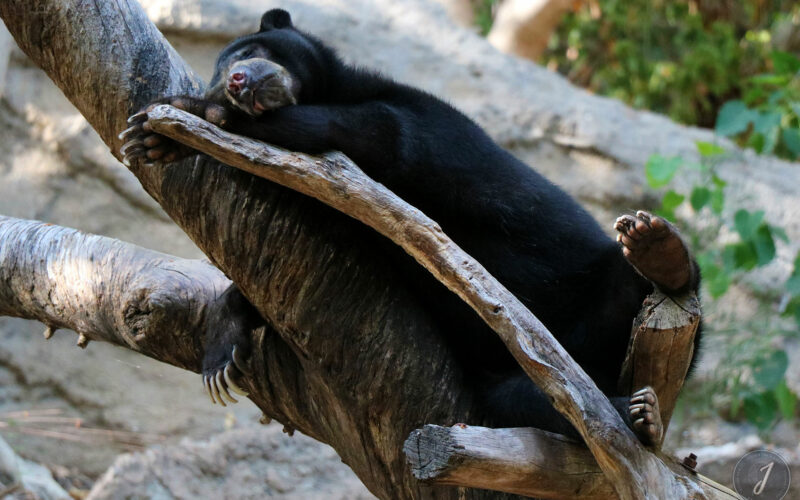 Zoo - San Diego - USA - 2017