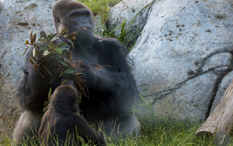 Zoo - San Diego - USA - 2017