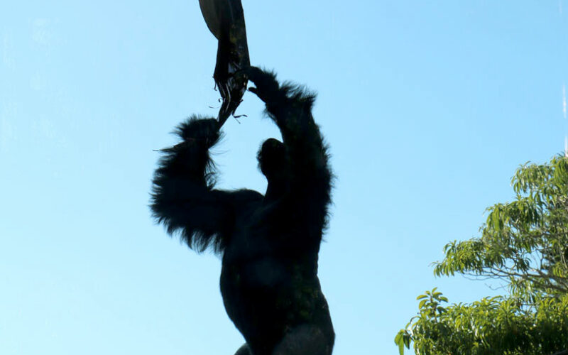 Zoo - San Diego - USA - 2017
