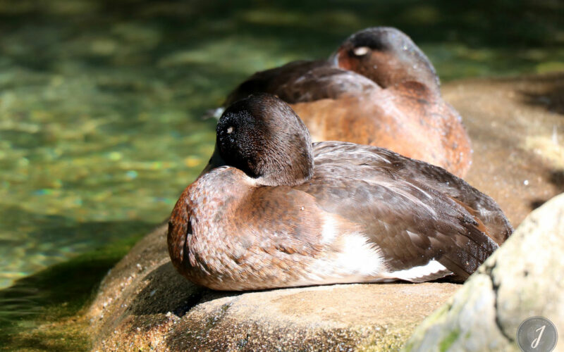 Zoo - San Diego - USA - 2017