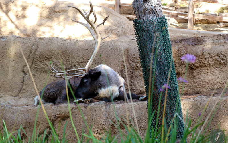Zoo - San Diego - USA - 2017