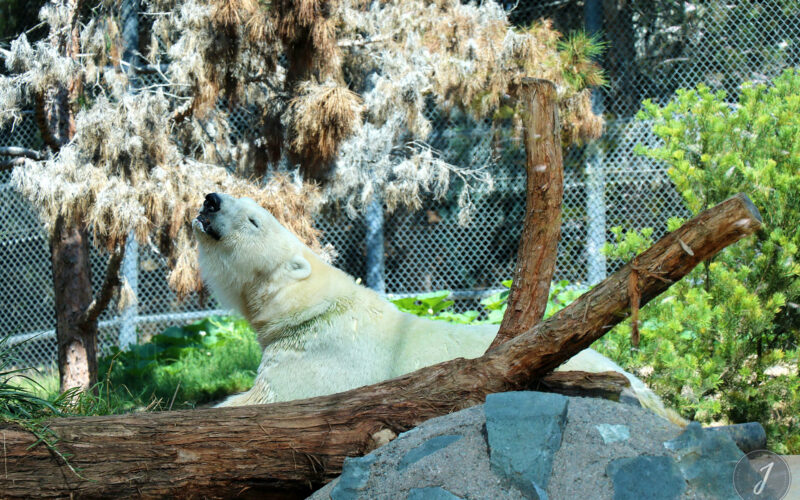 Zoo - San Diego - USA - 2017