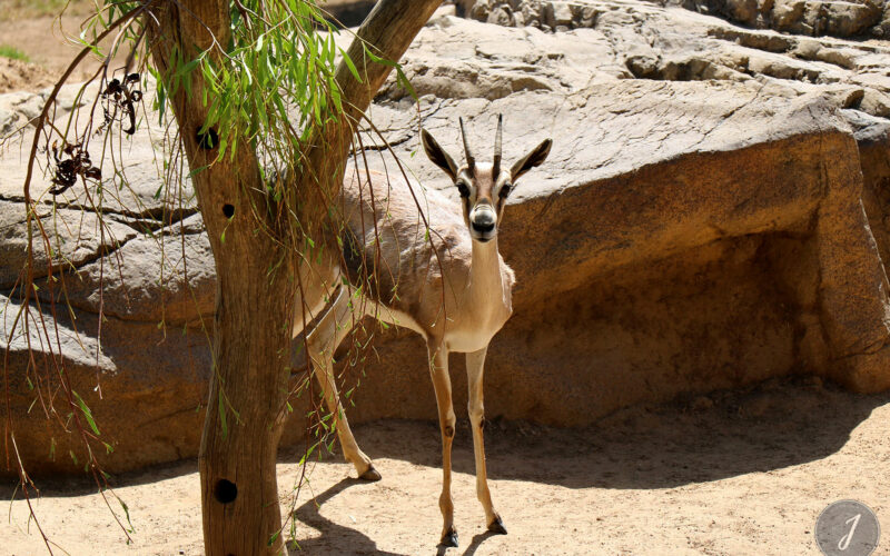 Zoo - San Diego - USA - 2017