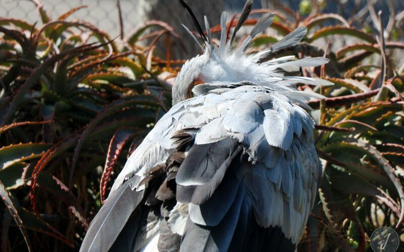 Zoo - San Diego - USA - 2017