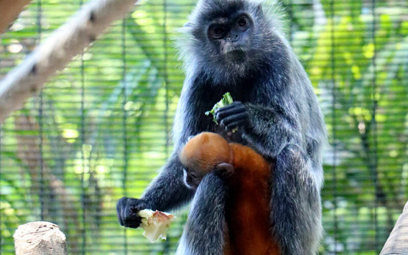 Zoo - San Diego - USA - 2017