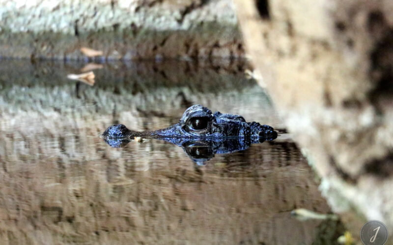 Zoo - San Diego - USA - 2017