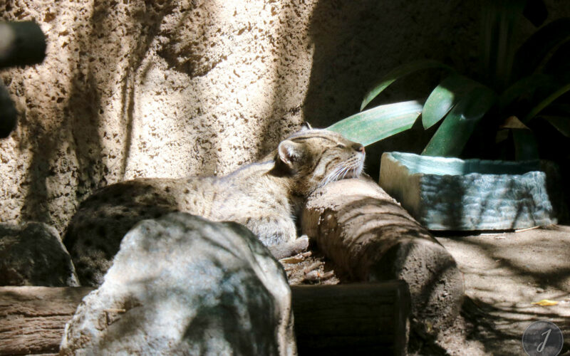 Zoo - San Diego - USA - 2017