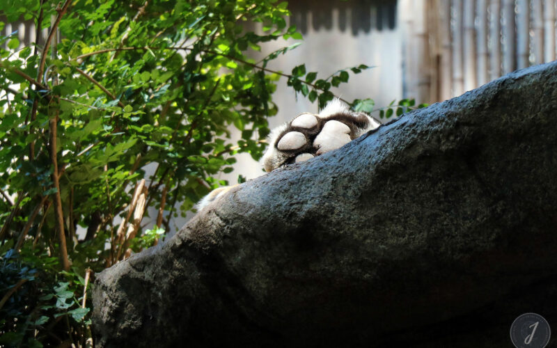 Zoo - San Diego - USA - 2017