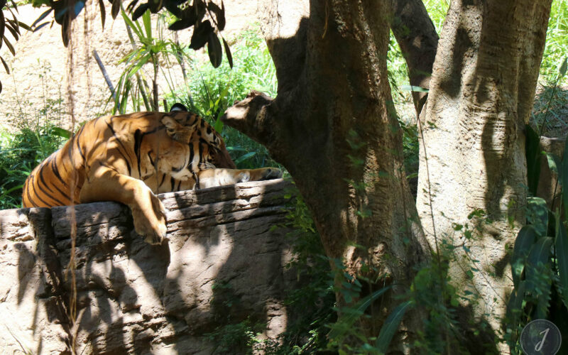 Zoo - San Diego - USA - 2017