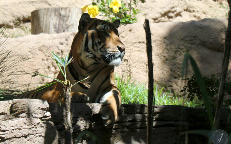 Zoo - San Diego - USA - 2017