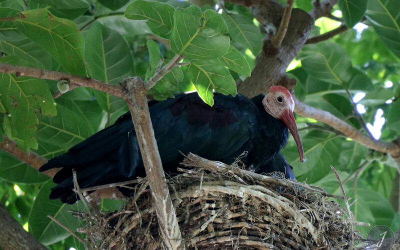 Zoo - San Diego - USA - 2017
