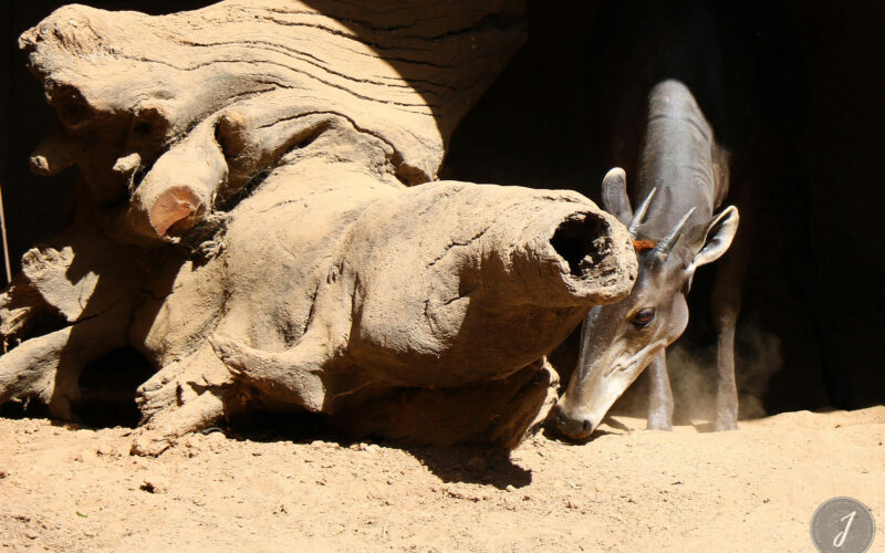 Zoo - San Diego - USA - 2017
