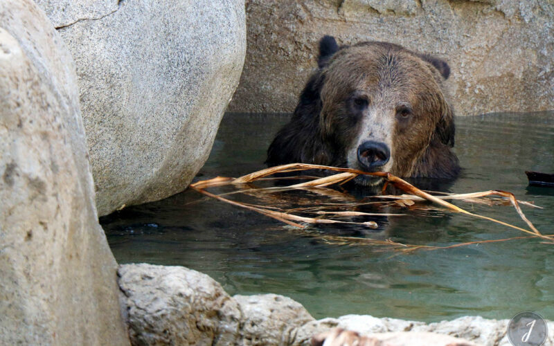 Zoo - San Diego - USA - 2017