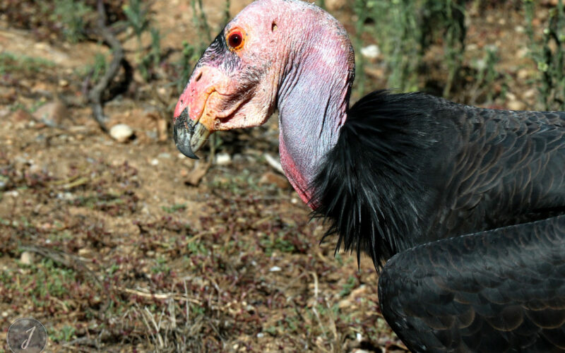 Zoo - San Diego - USA - 2017