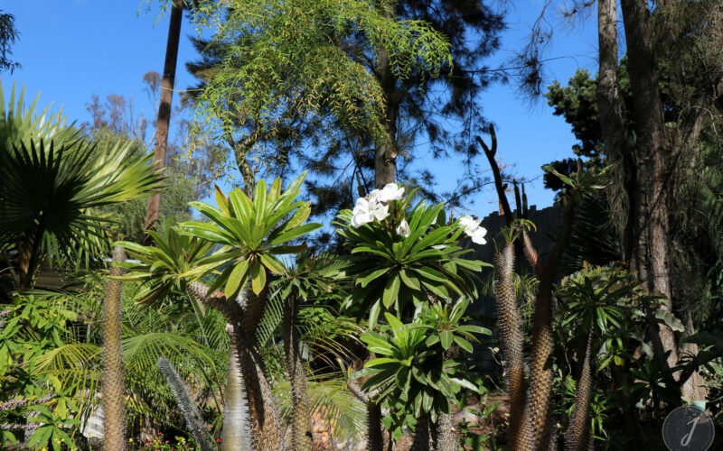 Zoo - San Diego - USA - 2017