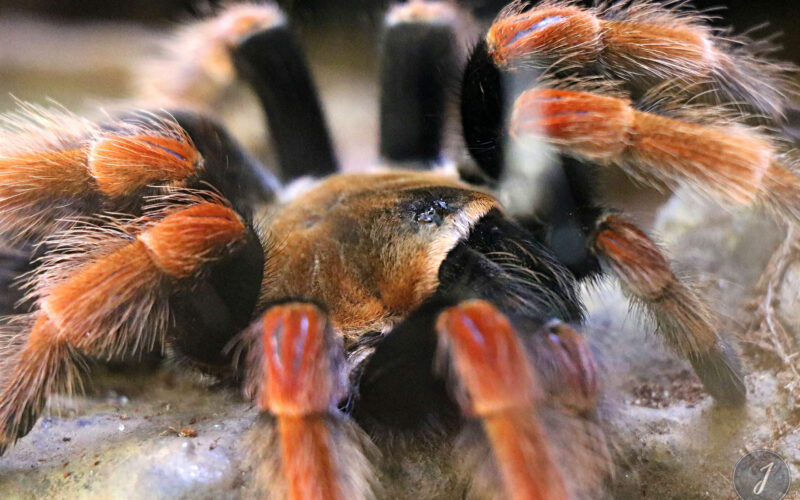 Zoo - San Diego - USA - 2017