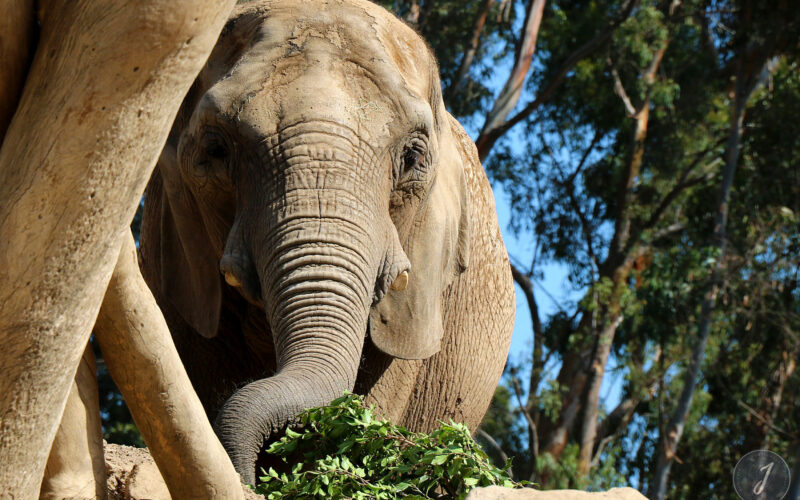 Zoo - San Diego - USA - 2017