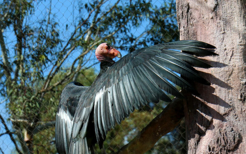 Zoo - San Diego - USA - 2017