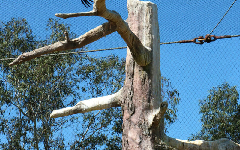 Zoo - San Diego - USA - 2017