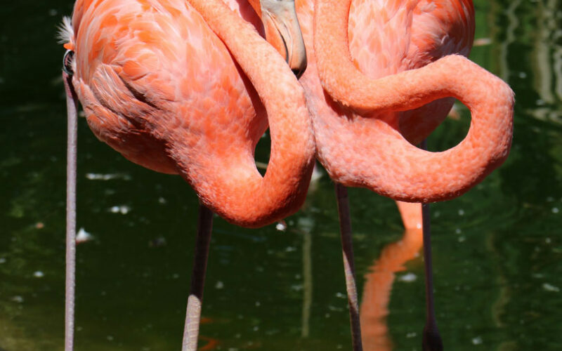 Zoo - San Diego - USA - 2017