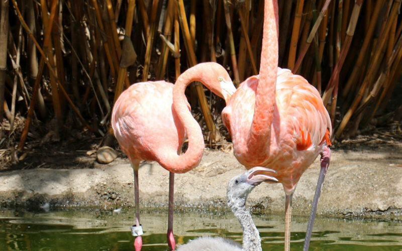 Zoo - San Diego - USA - 2017