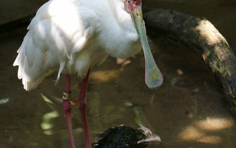Zoo - San Diego - USA - 2017