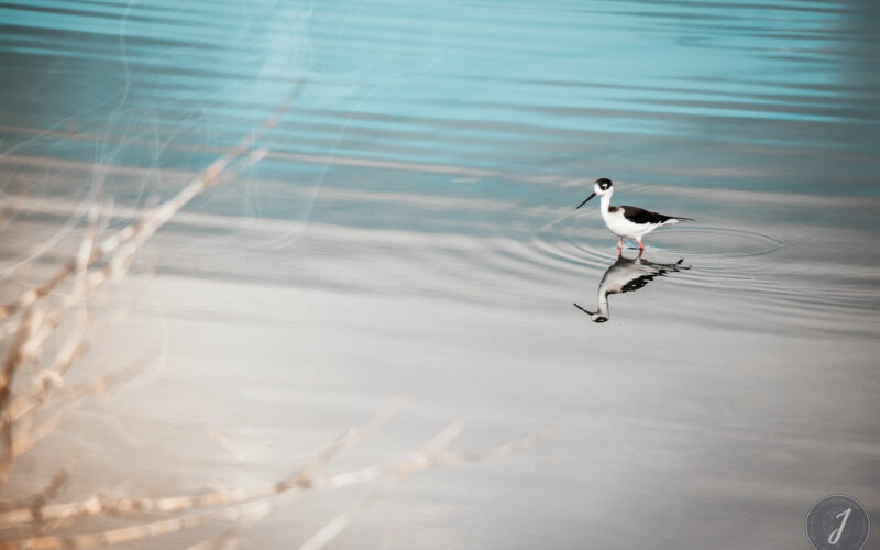 Azur - Grande Saline - Saint-Barthélemy - 2020