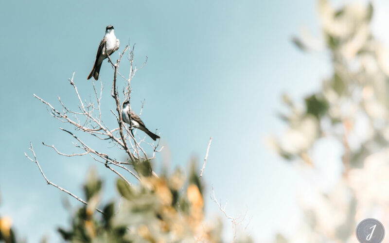 Azur - Grande Saline - Saint-Barthélemy - 2020