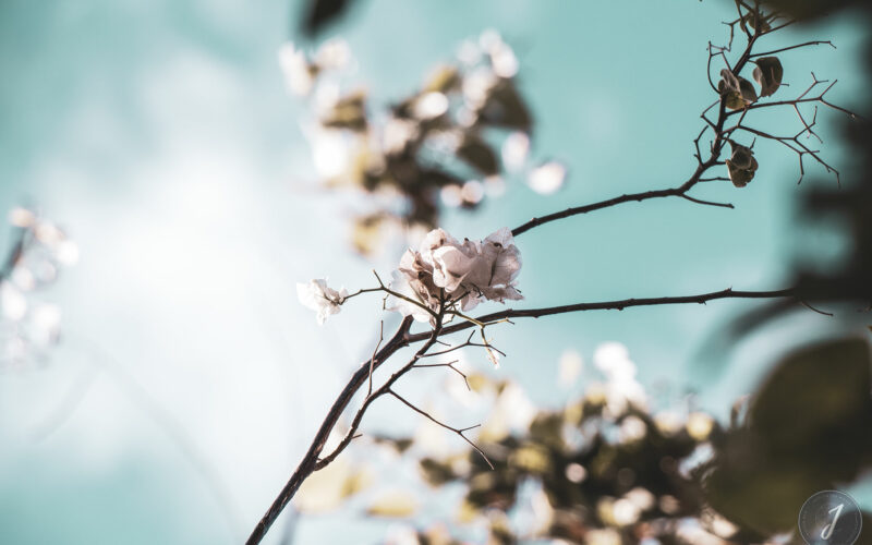 Azur - Grande Saline - Saint-Barthélemy - 2020