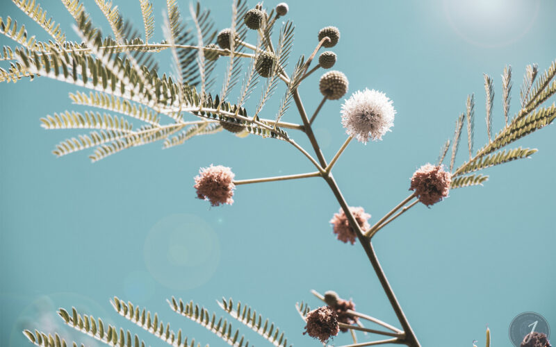 Azur - Grande Saline - Saint-Barthélemy - 2020