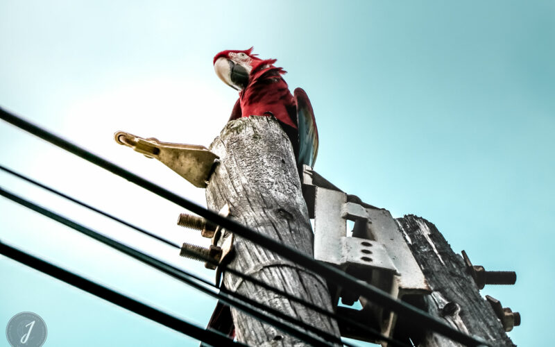 Azur - Grande Saline - Saint-Barthélemy - 2020