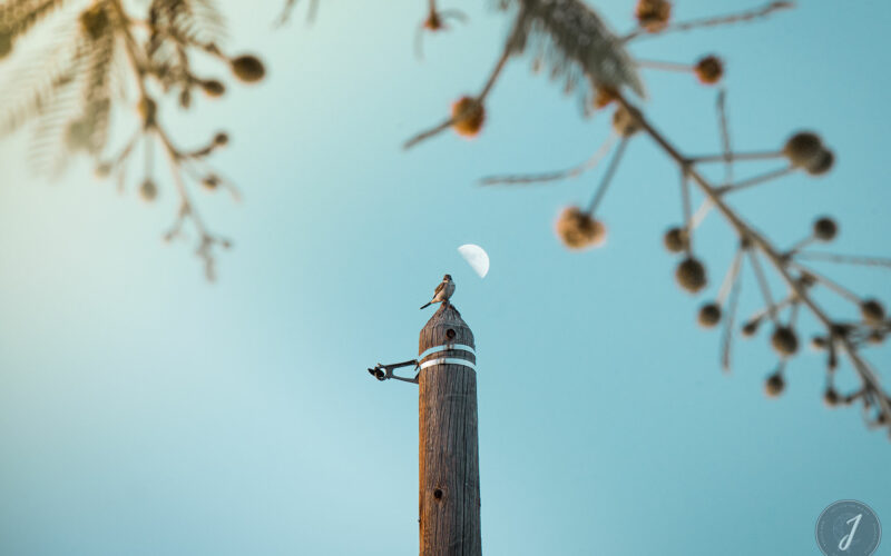 Azur - Grande Saline - Saint-Barthélemy - 2020