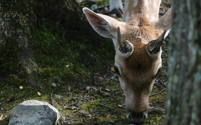 Expédition dans l’Est Canadien