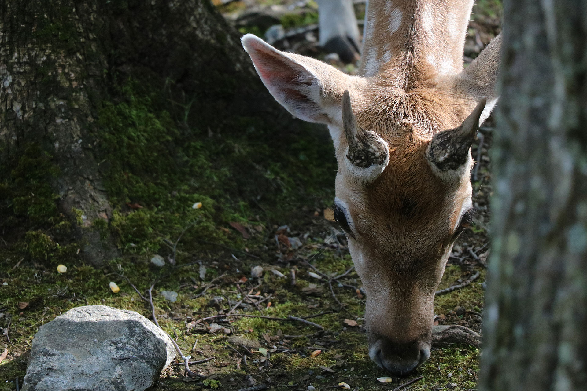 Expédition dans l’Est Canadien Expédition dans l’Est Canadien