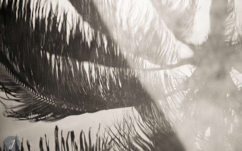 Shadows - Grand Fond - Saint-Barthélemy - 2021