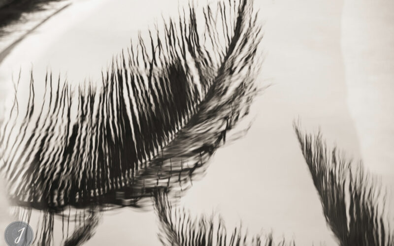 Shadows - Grand Fond - Saint-Barthélemy - 2021