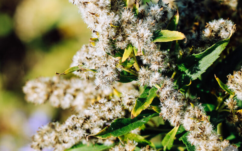 Ile Bonaventure - Gaspésie - Canada - 2019