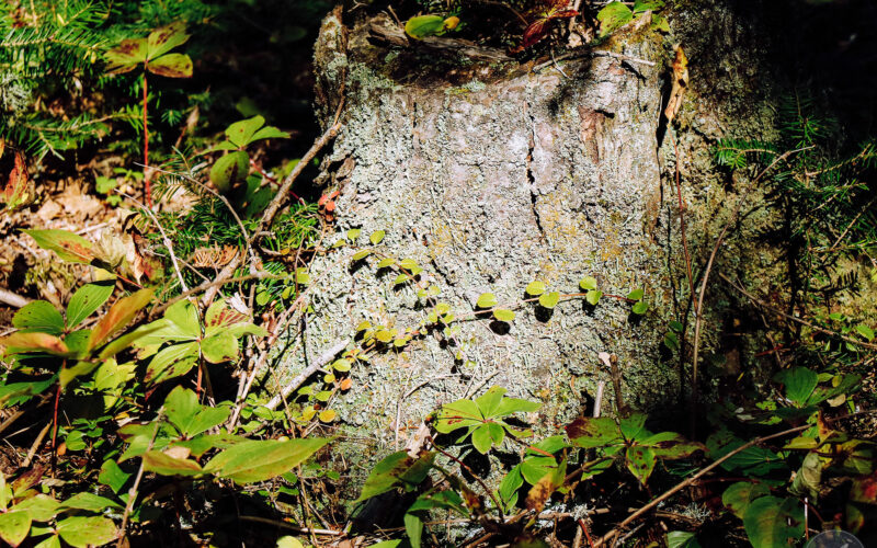 Ile Bonaventure - Gaspésie - Canada - 2019