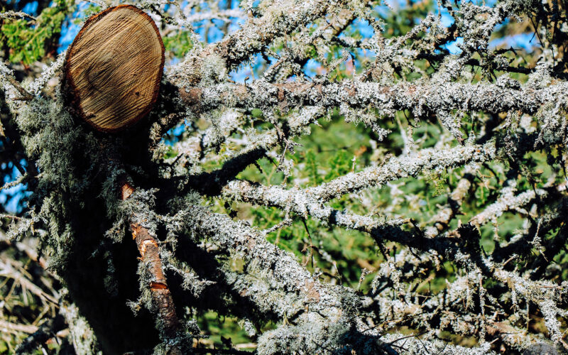Ile Bonaventure - Gaspésie - Canada - 2019