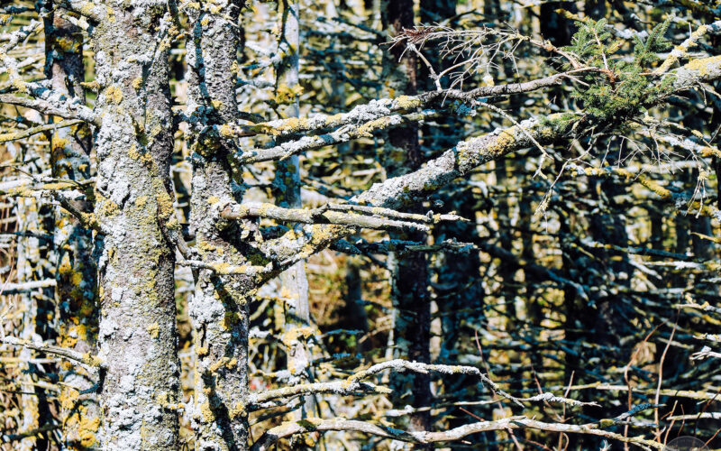 Ile Bonaventure - Gaspésie - Canada - 2019