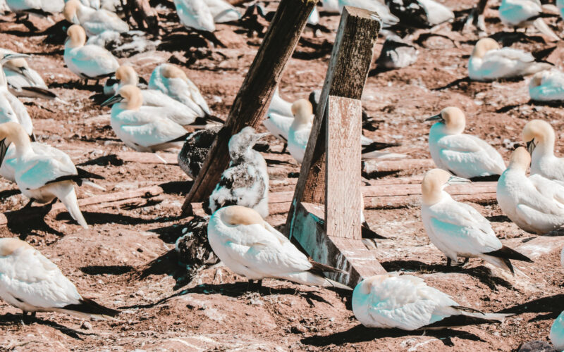 Ile Bonaventure - Gaspésie - Canada - 2019