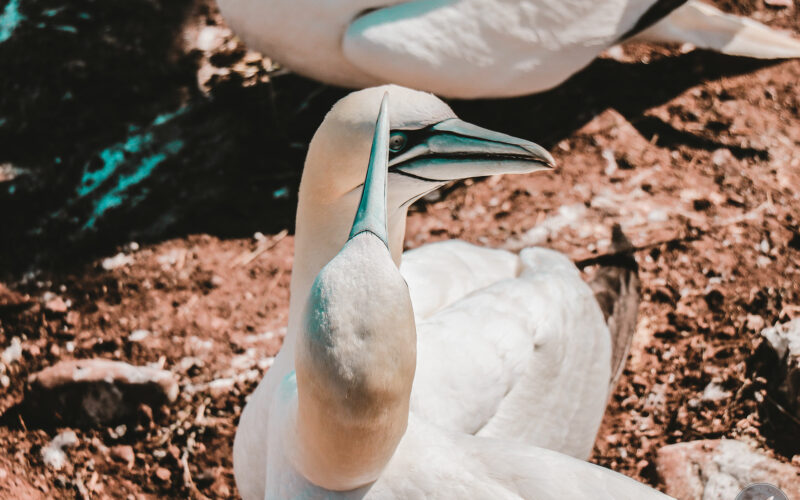 Ile Bonaventure - Gaspésie - Canada - 2019
